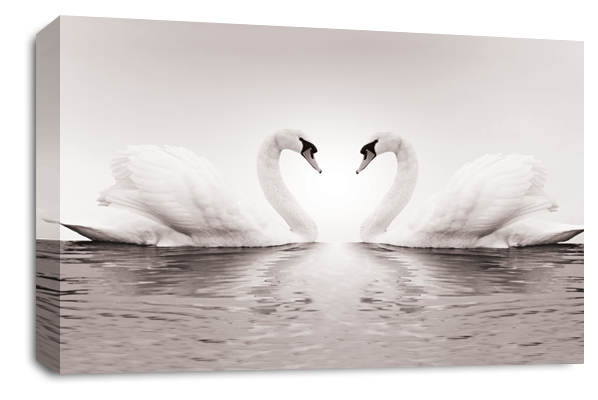 Grey Love hreat kissing swans canvas wall art picture print