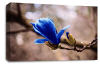 Floral Wall Art Picture Rose Print Blue
