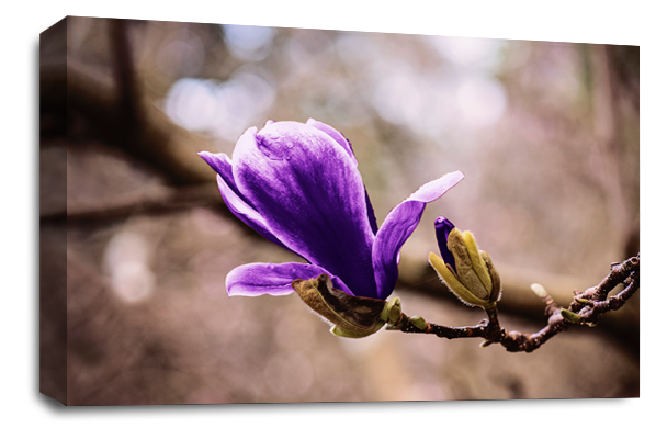 Floral Wall Art Purple Rose Picture Print