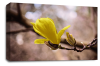 Floral Wall Art Picture Rose Print Yellow