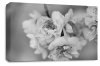 Floral Rose Wall Art Canvas Picture Grey