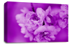 Floral Rose Wall Art Canvas Picture Purple