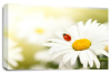Daisys flower canvas wall art picture print large