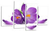 Teal white orange orchid flower floral canvas wall art picture print multi pane