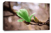 Floral Wall Art Picture Rose Print Green