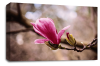 Floral Wall Art Picture Rose Print Pink