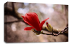 Floral Wall Art Picture Rose Print Red