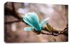 Floral Wall Art Picture Rose Print Teal
