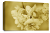 Floral Rose Wall Art Canvas Picture Brown