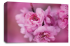 Floral Rose Wall Art Canvas Picture Pink